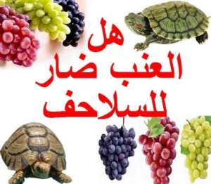 هل العنب ضار للسلاحف