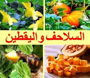 اليقطين والسلاحف