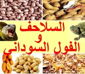 هل السلاحف تأكل الفول السوداني