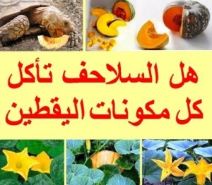 هل تأكل السلاحف كل مكونات اليقطين 