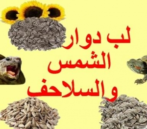 هل يمكن أن تأكل السلحفاة لب عباد الشمس