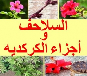 استفسارات عن الكركديه والسلاحف