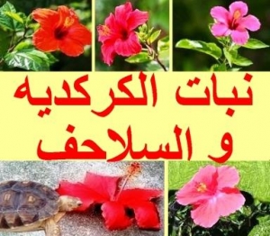 هل السلاحف تأكل الكركديه 