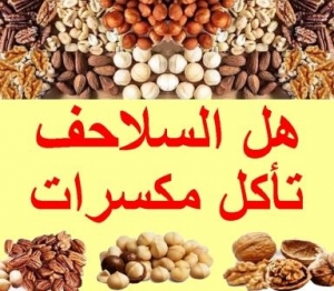 هل السلاحف تأكل المكسرات او الياميش