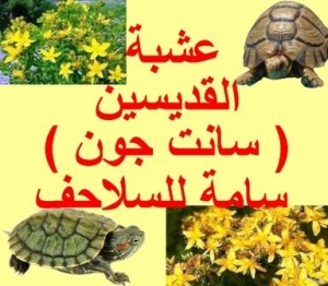 عشبة القديسين او نبتة سانت جون سامة للسلاحف