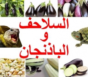 كيف تأكل السلاحف الباذنجان بدون ضرر 