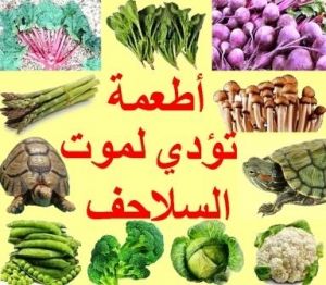 أطعمة تؤدي إلي موت السلاحف 