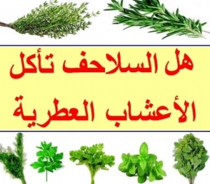  هل السلاحف تأكل الأعشاب العطرية