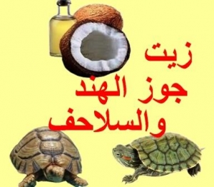 زيت جوز الهند والسلاحف