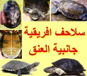 انواع سلاحف افريقيا جانبية العنق