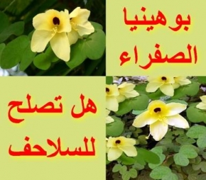 هل البوهينيا الصفراء آمنة للسلاحف