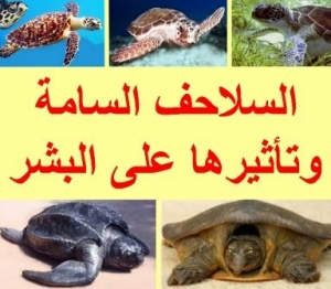 السلاحف السامة وتأثيرها على البشر