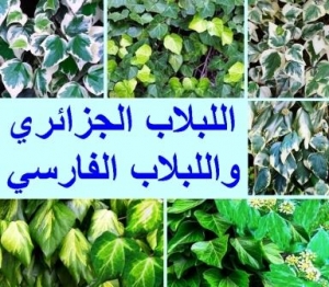 اللبلاب الجزائري والفارسي وأصنافهم