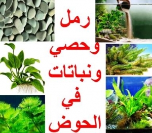 إضافة الرمل والحصي والنباتات في أحواض السلاحف 