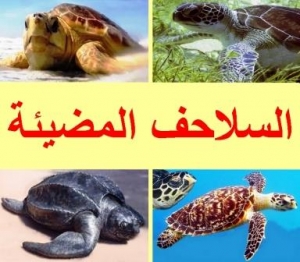 السلاحف المضيئة