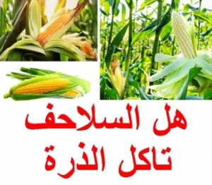 هل السلاحف تاكل الذرة 