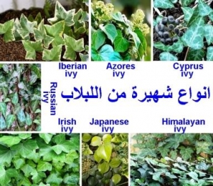 7 أنواع شهيرة من اللبلاب