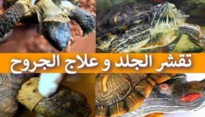 الجروح و تقشر جلد السلاحف