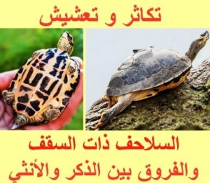 دورة حياة السلاحف الهندية ذات السقف من البيضة إلى الفقس