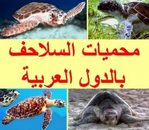 محميات السلاحف في الدول العربية 