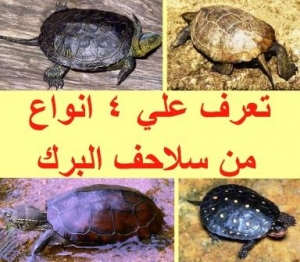 دليل موجز لـ 4 أنواع من سلاحف البرك: للتعرف عليها لرعايتها المثلى