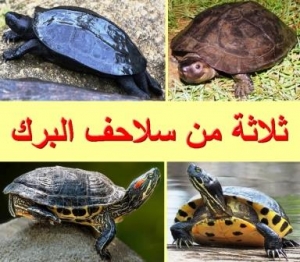الجزء الثاني من دليلك الشامل لأنواع سلاحف البرك 