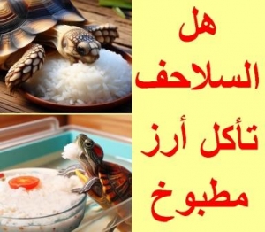 لا تطعم السلحفاة الأرز المطبوخ قبل قراءة هذا الدليل الشامل!