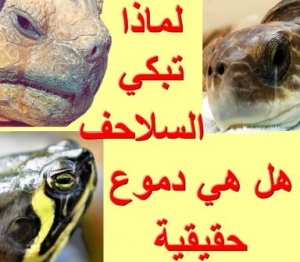 لماذا تبكي السلاحف؟