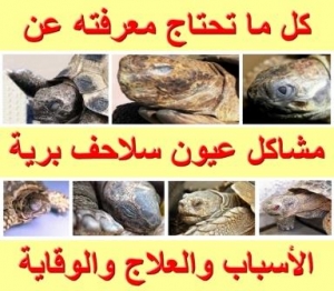 كل ما تحتاج معرفته عن مشاكل عيون السلاحف البرية من الأسباب والعلاج والوقاية