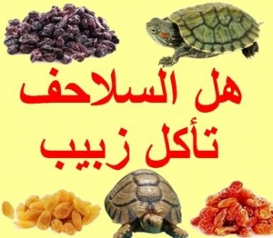 هل السلاحف تأكل الزبيب