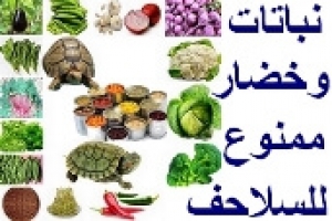 نباتات وخضروات ممنوع أن تأكلها السلاحف