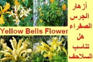 زهر العسل الرأسي للسلاحف | هل يمكن تقديمه بأمان؟