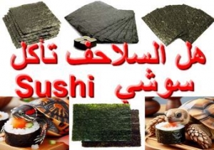 هل السلاحف تأكل السوشي؟ الحقيقة الكاملة وأخطاء خطيرة في تغذية السلاحف