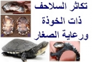سلاحف أفريقيا ذات الخوذة: دليل شامل للتكاثر ورعاية الصغار بنجاح