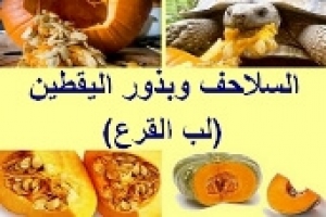 هل تأكل السلحفاة لب القرع (بذور اليقطين)