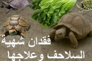 أسباب فقدان الشهية عند السلاحف وطرق علاجها: دليل شامل لصحة سلحفاتك