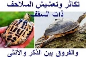 دورة حياة السلاحف الهندية ذات السقف 