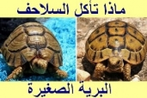 ماذا تأكل السلاحف البرية الصغيرة   