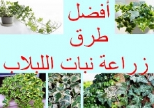 نبات اللبلاب: أفضل طرق زراعته ورعايته في المنزل وتجنب أهم الأخطاء