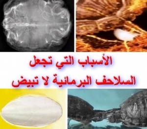 الأسباب التي تجعل السلاحف البرمائية لا تبيض