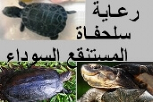 سلحفاة المستنقع السوداء: دليل كامل للوصف والرعاية والتغذية