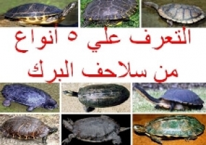 استكشاف المزيد من كنوز البرك: دليلك المصور لرعاية خمس سلاحف مائية فريدة