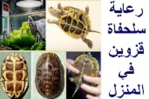 رعاية سلحفاة قزوين خطوة بخطوة | دليل كامل لتجهيز الحوض والتغذية الصحية