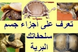 تعرف على السلحفاة البرية | أجزاء جسمها المميزة