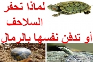 لماذا تحفر السلاحف أو تدفن نفسها في الرمال؟