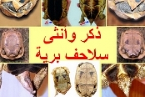 السلاحف البرية: دليل كامل للتمييز بين الذكر والأنثى وأهمية ذلك