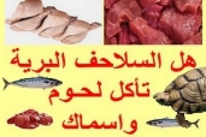 هل السلاحف البرية تاكل بروتين اللحوم