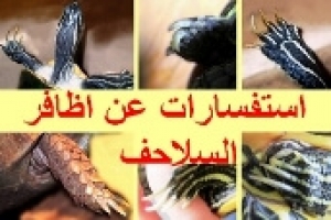 استفسارات وردود على مشاكل اظافر السلحفاة