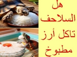 لا تطعم السلحفاة الأرز المطبوخ قبل قراءة هذا الدليل الشامل!