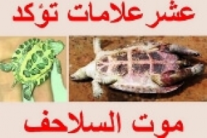 10 علامات تؤكد موت السلحفاة قبل دفنها